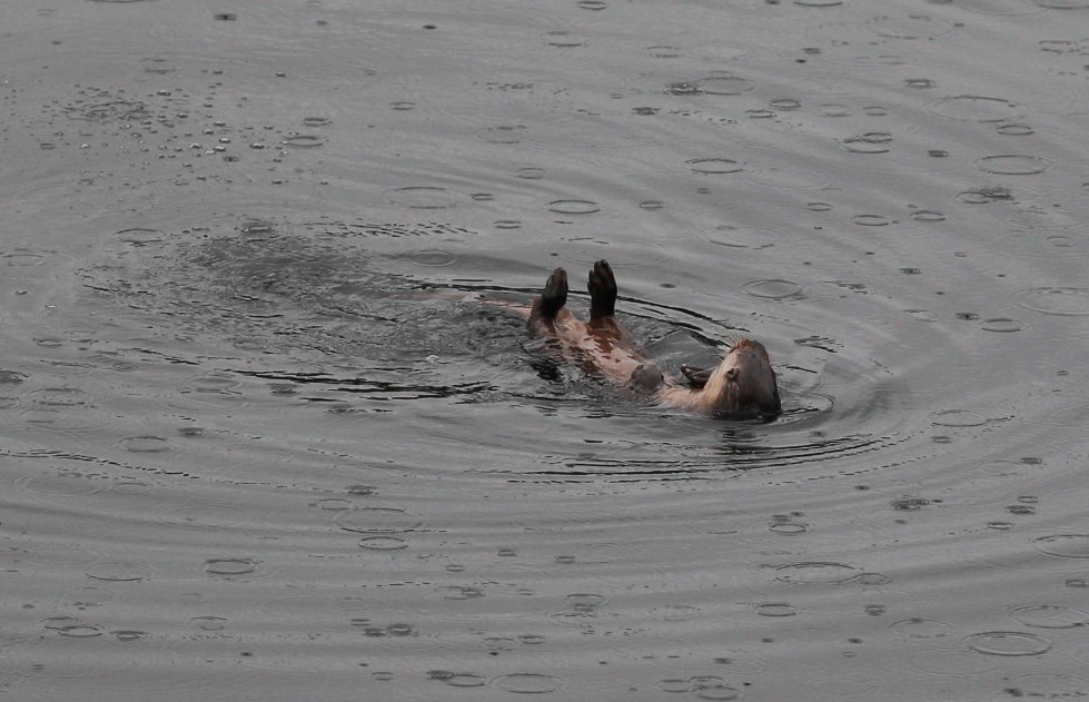 _D1_6975 New otter in Tobermory crop