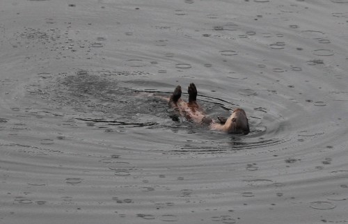 _D1_6975 New otter in Tobermory crop